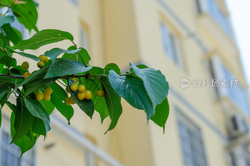 小区种植的樱桃树结果了