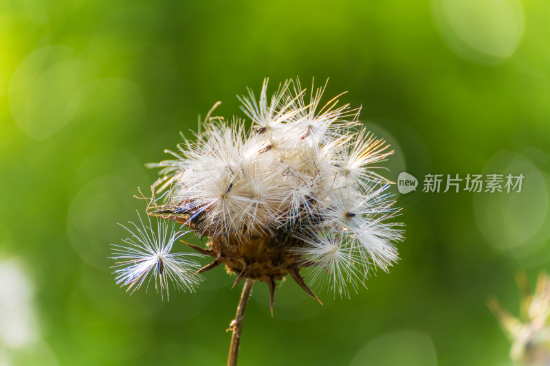 水飞蓟花头