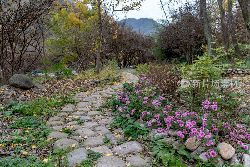 幽静的菊花石板路