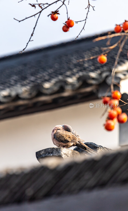 苏州北寺塔地铁站白墙黛瓦柿子树