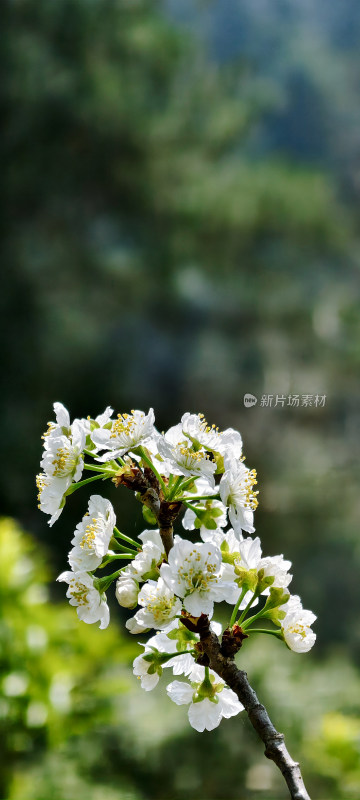 特写白色樱花 花卉植物