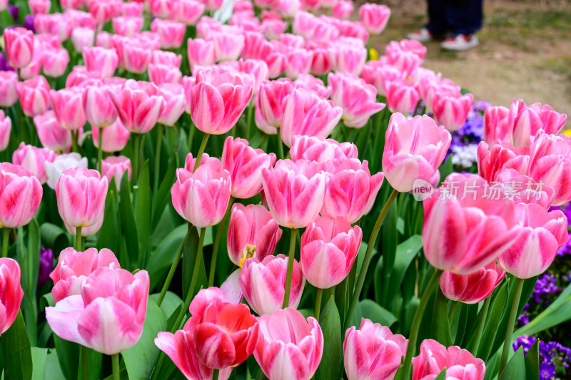 郁金香花卉景观