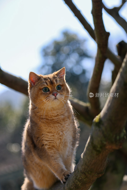 爬在树上的宠物猫金渐层