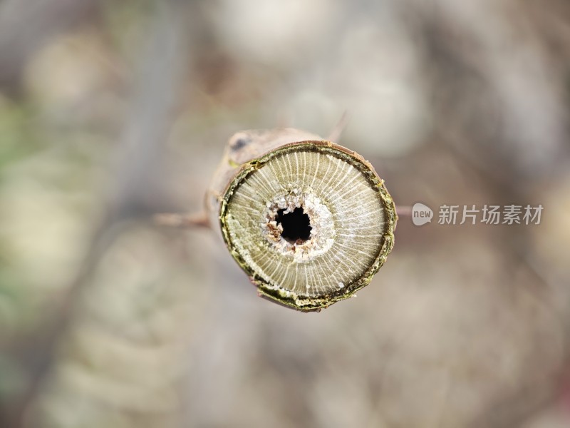 带刺树枝特写展示其内部纹理