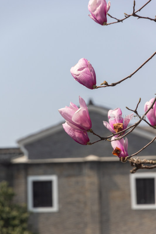 玉兰花枝与古建筑背景