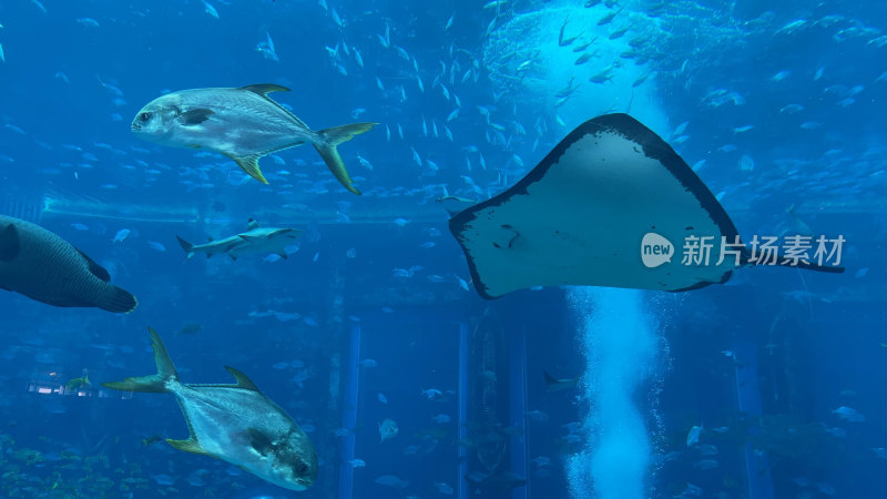 海南三亚亚特兰蒂斯失落的空间水族馆