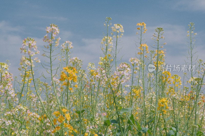 七彩油菜花