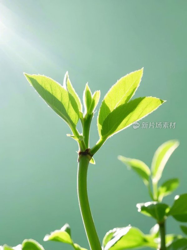 嫩绿植物枝叶特写