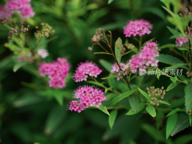 植物素材——绣线菊