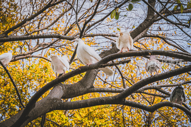 公园里一群白色鸽子站在树上
