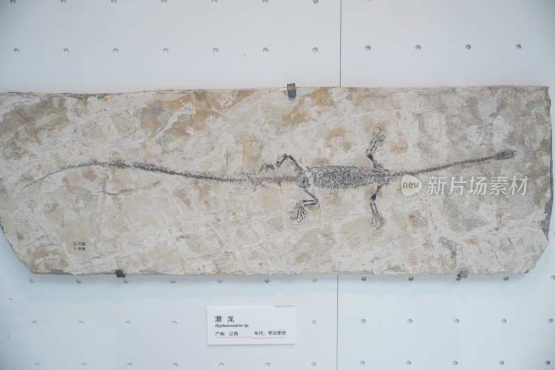 潜龙化石标本