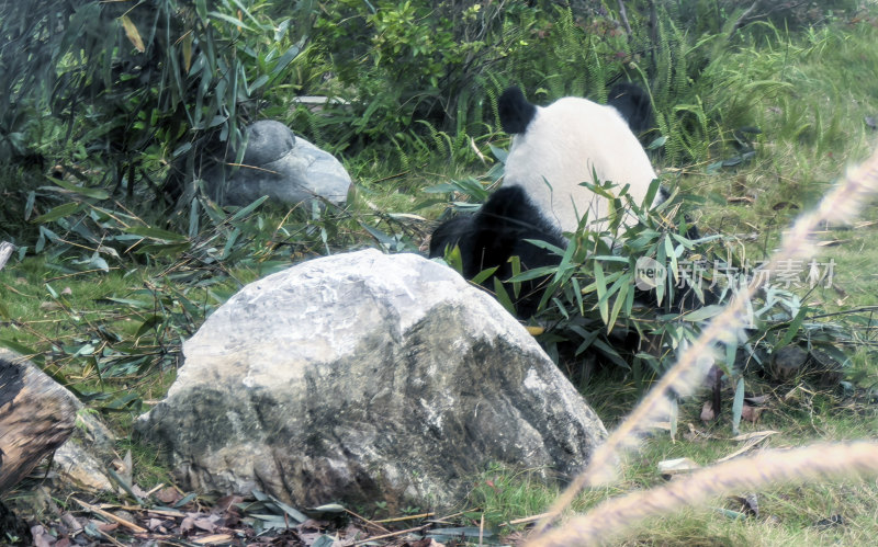 成都大熊猫繁育研究基地的大熊猫