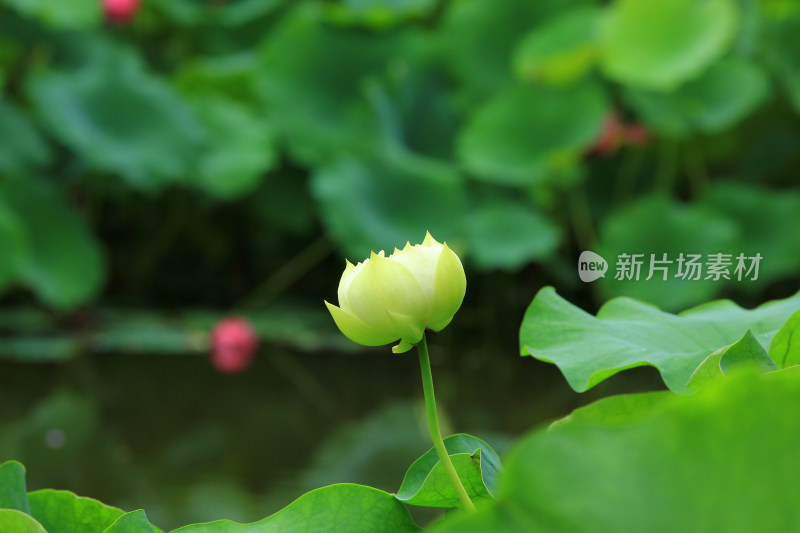 夏日雨后白色荷花