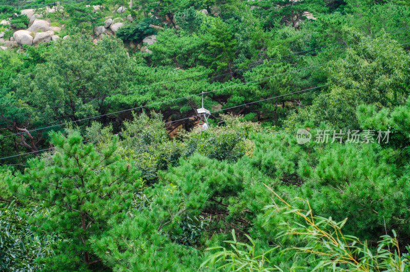 山东青岛崂山风景区的松树郁郁葱葱