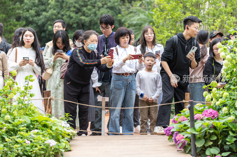 深圳仙湖植物园花展