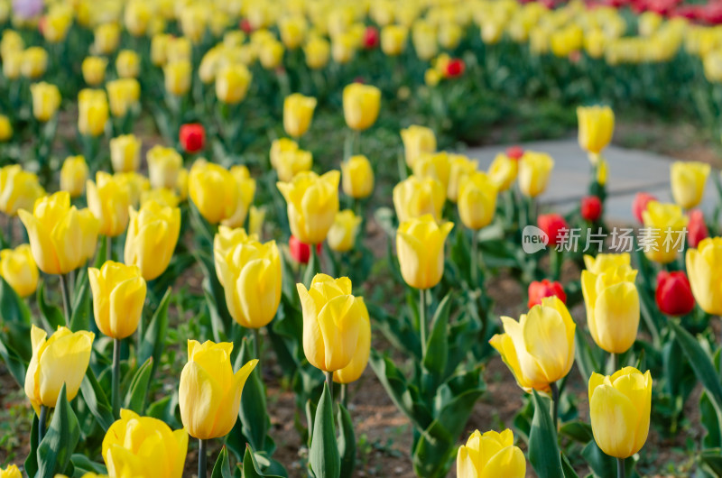 阳光下一片金黄色郁金香花海