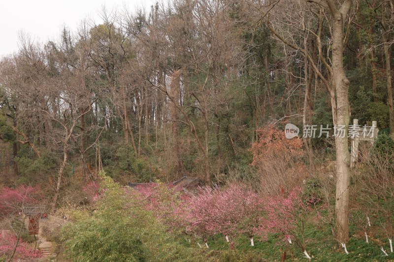 山林中盛开的粉色花朵