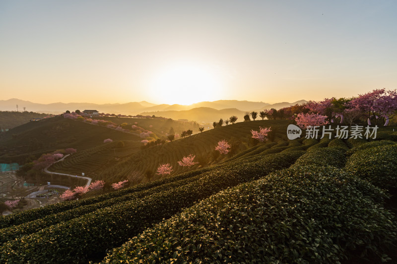 龙岩永福台品樱花茶园