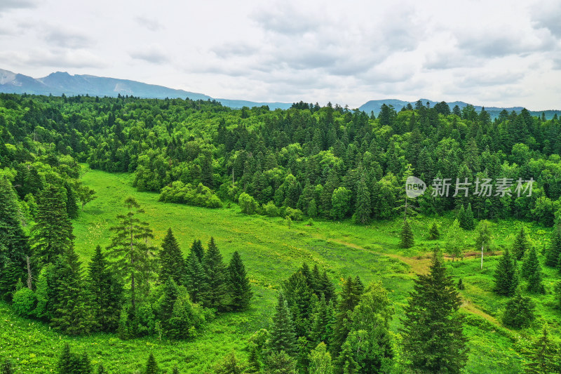 长白山高山花园风光