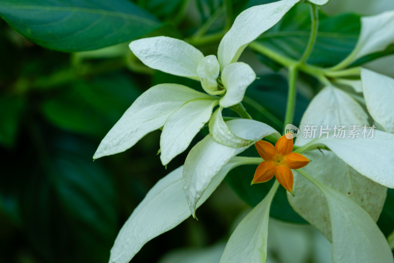 上海辰山植物园玉叶金花微距特写