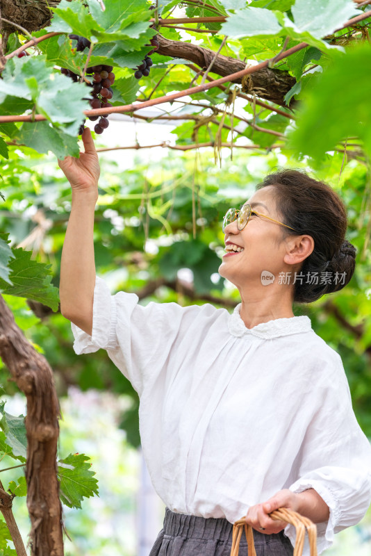 老年女人在果园采摘葡萄