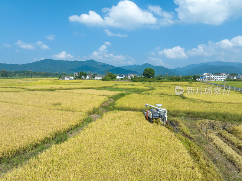 安徽黟县秋季水稻收割