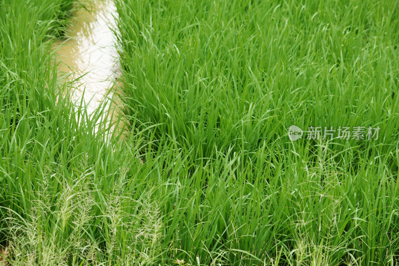 生机勃勃的水田中生长着茂盛的秧苗