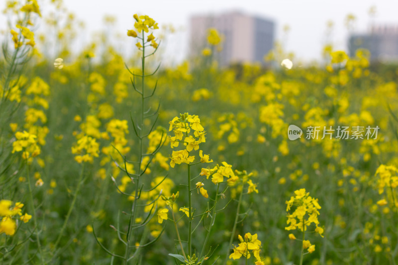 杭州萧山城市旁盛开的油菜花田