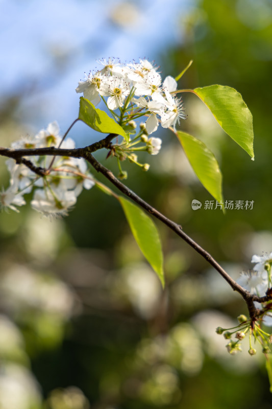 春天豆梨花