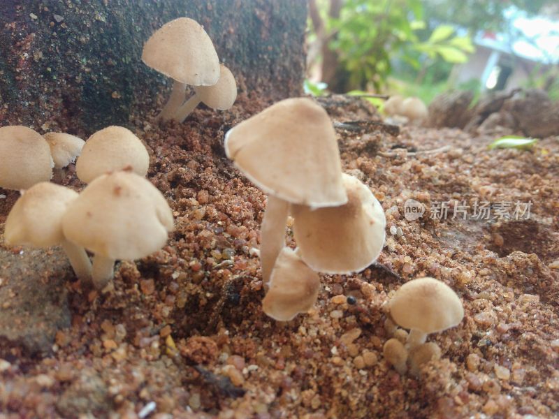 野生菌蘑菇生长环境菌类山菌野生菌