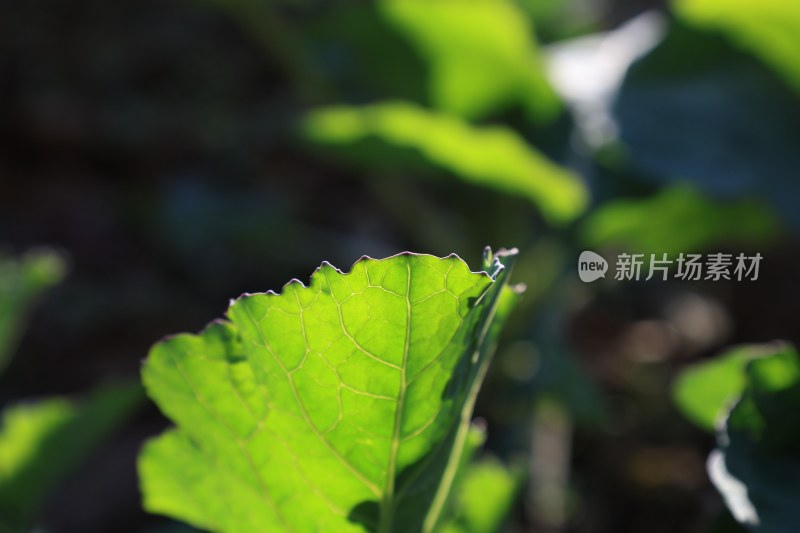 阳光透过菜叶特写