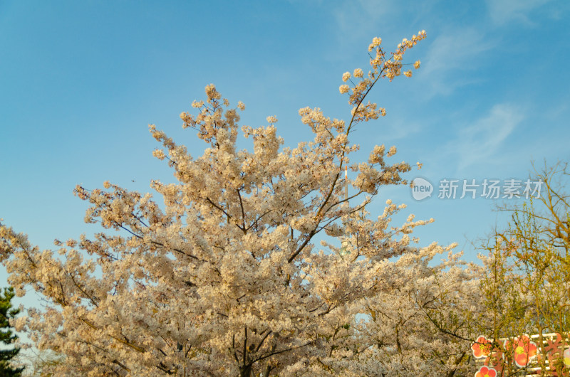 仰拍蓝天下洁白的樱花花枝