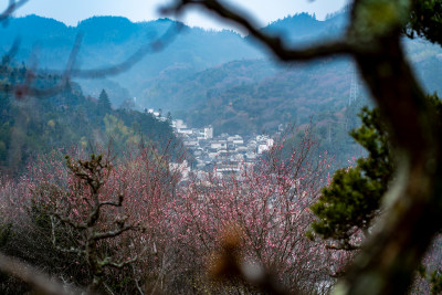 安徽歙县卖花渔村梅花盛开