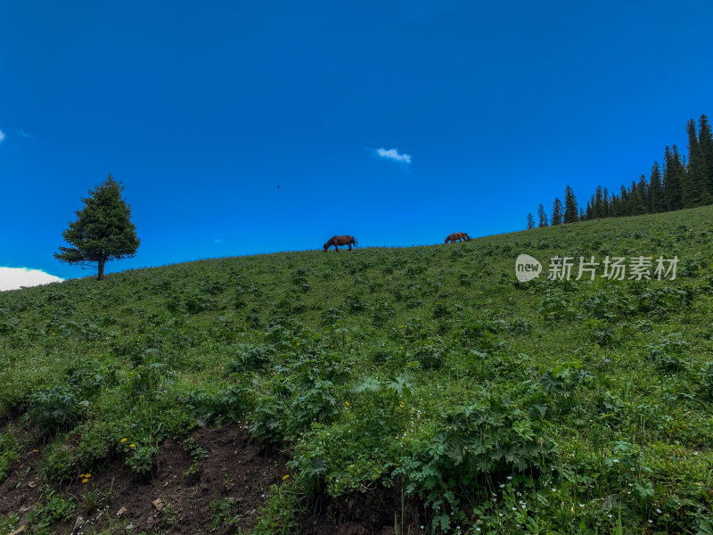 中国新疆伊犁那拉提草原夏季旅游风光