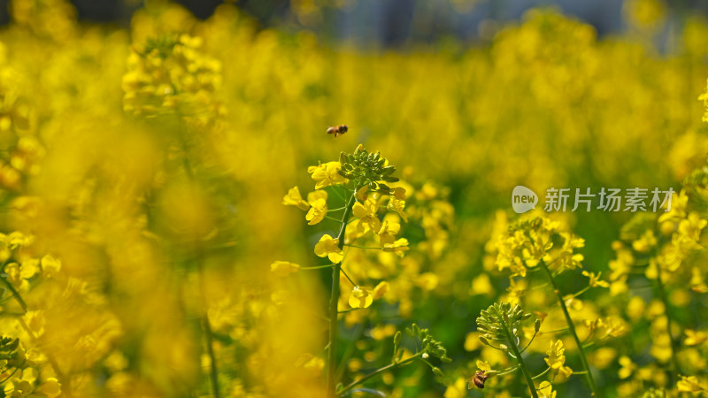 春天油菜花