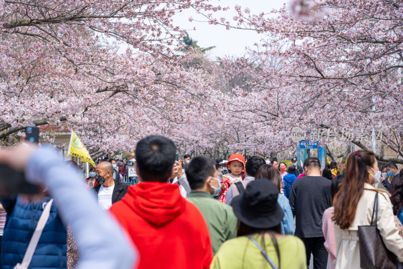 青岛中山公园樱花盛开的粉色樱花