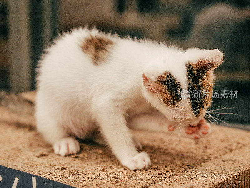 室内玩耍的猫咪