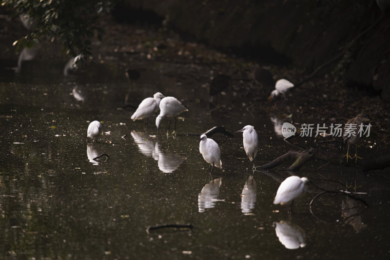 浙江十大观鸟胜地杭州萧山瓜沥白鹭特写