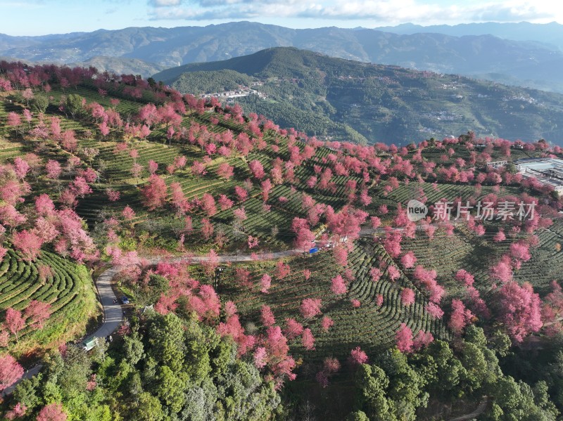 大理无量山樱花谷