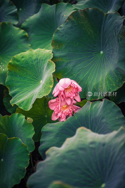 夏天雨后的荷花挂满水珠