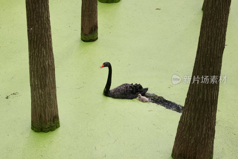 黑天鹅携幼崽于布满浮萍水域中悠游