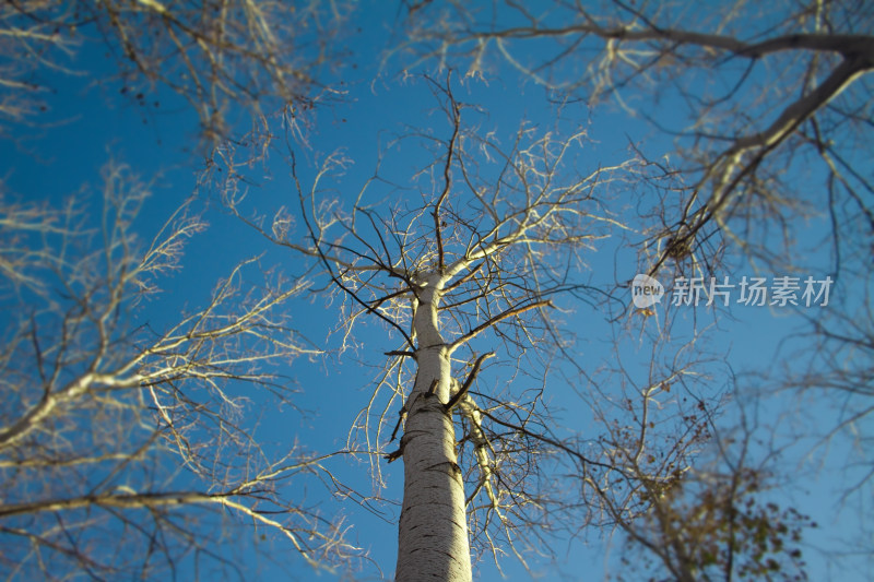 秋日 蓝天下 的 白桦树