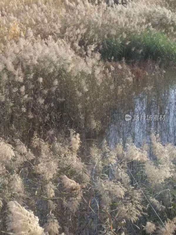 水边茂盛的芦苇丛自然景观