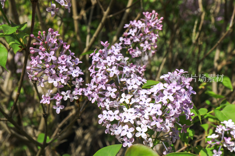 紫色丁香花