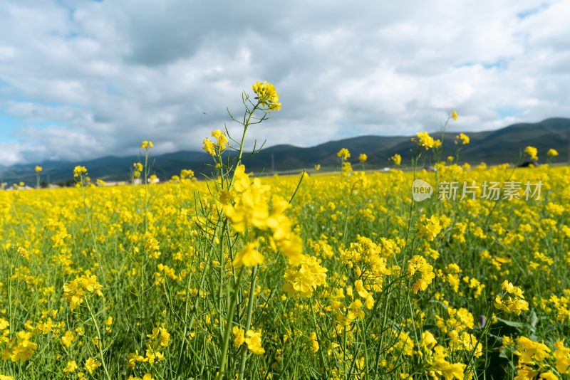 青海湖油菜花