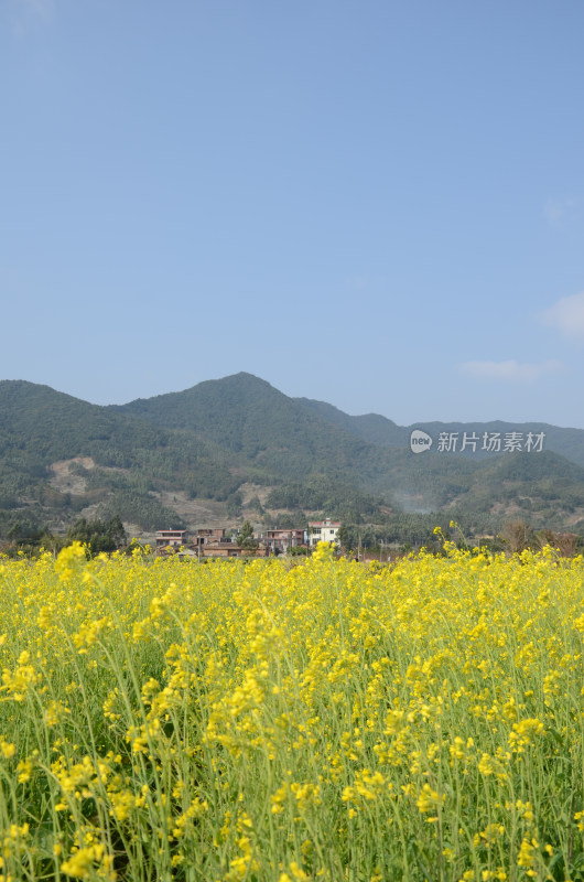 春天盛开的油菜花田