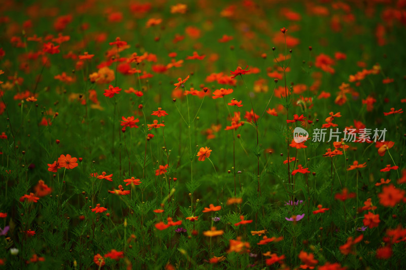 唯美格桑花花丛