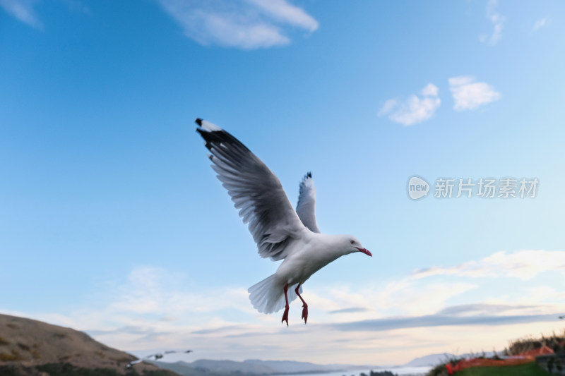 蓝天中飞翔的海鸥