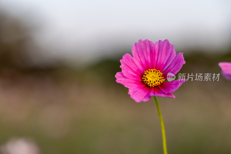 菊花、格桑花