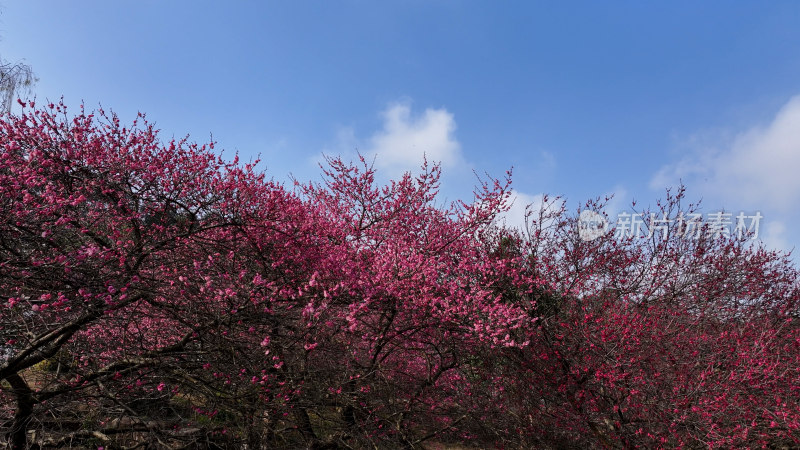 梅花盛开